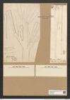 Climacosphenia elongata Bail. (de-Toni-Nr.: Genus 87, Species 2982) Zeichnungen Sammlung Grunow Nr. 6084 (NHMW-BOT-W0374603)